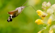 Kolibrievlinder - 003